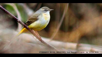Dağ kuyruksallayanı