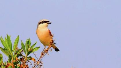 Kızılsırtlı örümcekkuşu