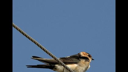 Kızıl kırlangıç