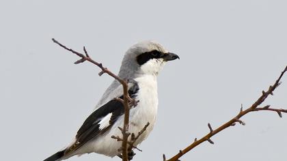 Büyük örümcekkuşu