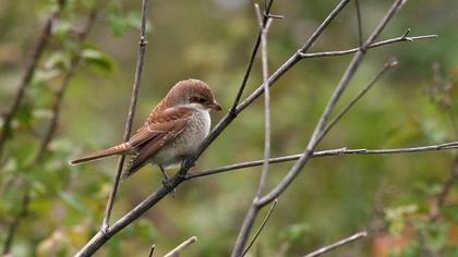 Kızılsırtlı örümcekkuşu