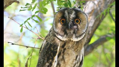 Kulaklı orman baykuşu