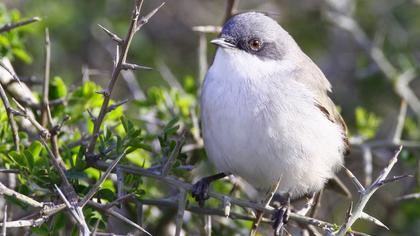Küçük akgerdanlı ötleğen