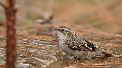 Orman tırmaşıkkuşu