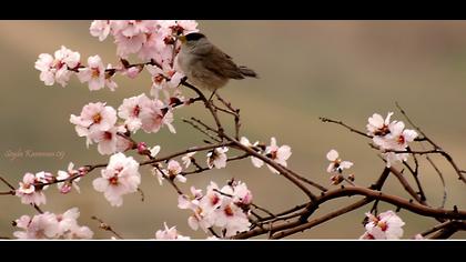 Karabaşlı ötleğen