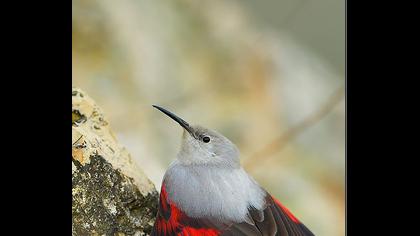 Duvar tırmaşıkkuşu