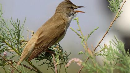 Büyük kamışçın