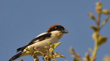 Kızılbaşlı örümcekkuşu