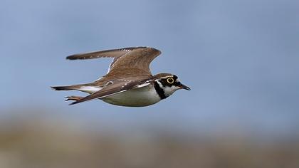 Halkalı küçük cılıbıt