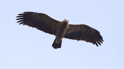 Küçük orman kartalı