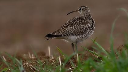 Sürmeli kervançulluğu