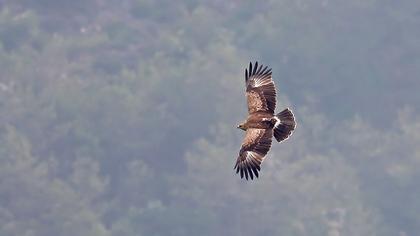 Küçük orman kartalı