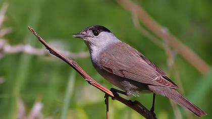 Karabaşlı ötleğen
