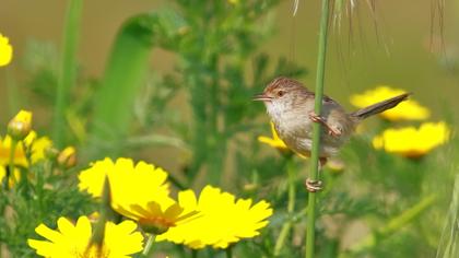 Dikkuyruklu ötleğen