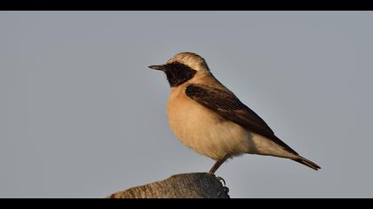 Karakulaklı kuyrukkakan » Black-eared Wheatear » Oenanthe melanoleuca