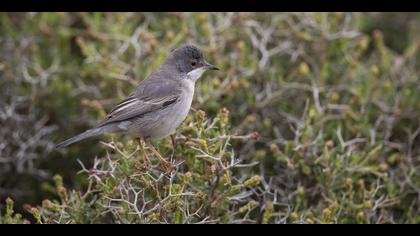 Karaboğazlı ötleğen