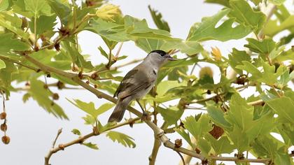 Karabaşlı ötleğen