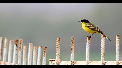 Sarı kuyruksallayan » Western Yellow Wagtail » Motacilla flava