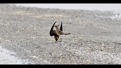 Bataklıkkırlangıcı