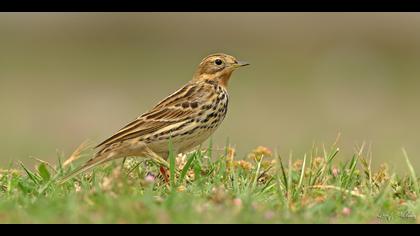 Kızılgerdanlı incirkuşu