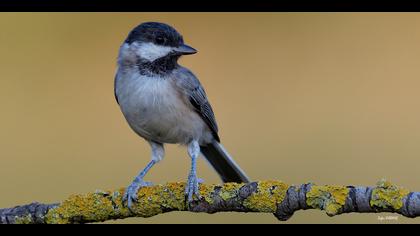 Akyanaklı baştankara