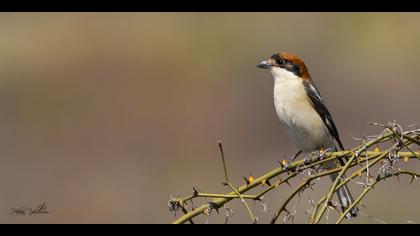 Kızılbaşlı örümcekkuşu