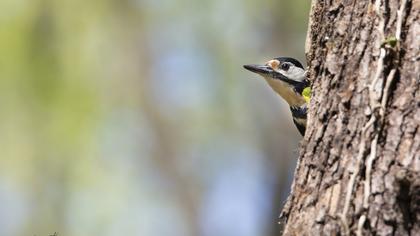 Orman alaca ağaçkakanı