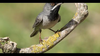 Karaboğazlı ötleğen