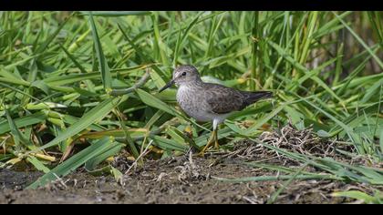 Sarıbacaklı kumkuşu