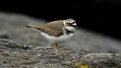 Halkalı küçük cılıbıt