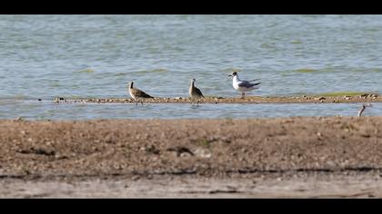 Sürmeli kervançulluğu