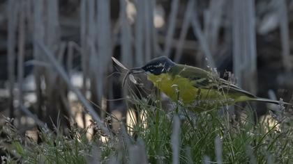 Sarı kuyruksallayan