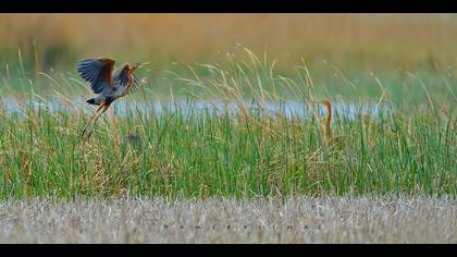 Erguvani balıkçıl