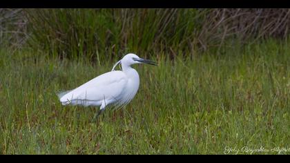 Küçük ak balıkçıl