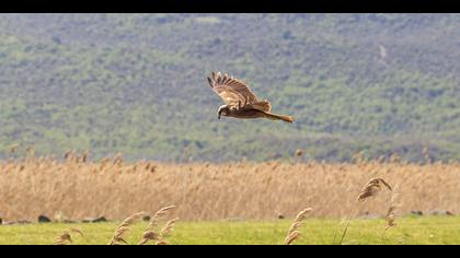 Saz delicesi » Western Marsh Harrier » Circus aeruginosus