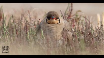 Bataklıkkırlangıcı