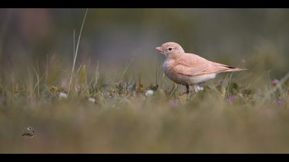 Küçük çöl toygarı