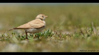 Küçük çöl toygarı