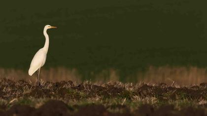 Büyük ak balıkçıl