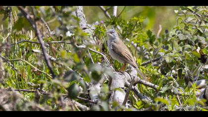 Akgerdanlı ötleğen