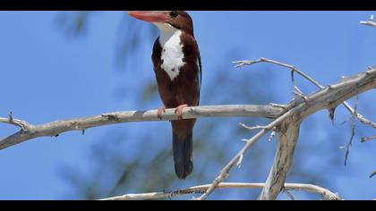 İzmir yalıçapkını