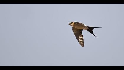 Kızıl kırlangıç