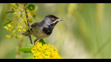 Karaboğazlı ötleğen