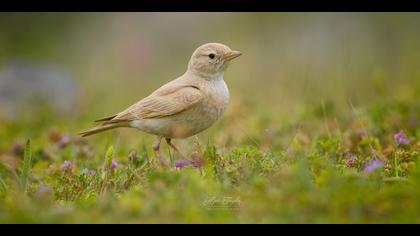 Küçük çöl toygarı
