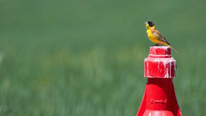 Karabaşlı kirazkuşu
