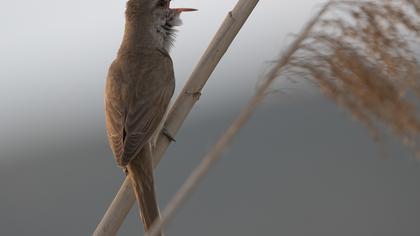 Büyük kamışçın