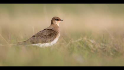 Karakanatlı bataklıkkırlangıcı