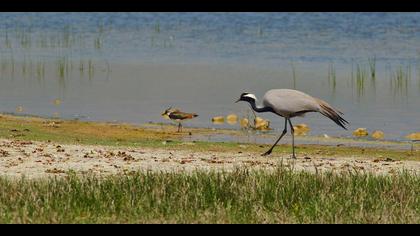 Telli turna » Demoiselle Crane » Grus virgo