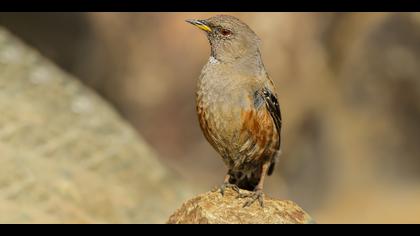 Büyük dağbülbülü