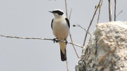 Karakulaklı kuyrukkakan